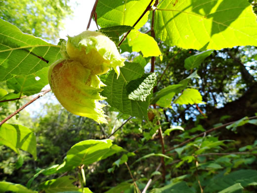 image of Corylus americana, American Hazelnut, American Filbert