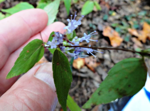 image of Cunila origanoides, Wild-oregano, American Dittany, Stone-mint