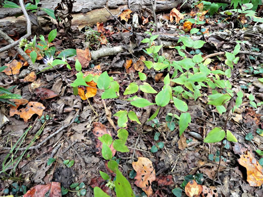 image of Cunila origanoides, Wild-oregano, American Dittany, Stone-mint