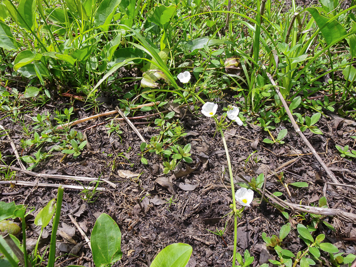 image of Echinodorus cordifolius, Creeping Burhead, Creeping Water-plantain