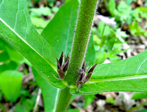 image of Triosteum aurantiacum var. aurantiacum, Orange-fruited Horse-gentian