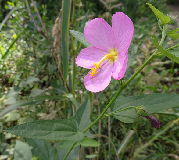 image of Kosteletzkya pentacarpos, Southern Seashore Mallow, Seashore Marshmallow, Virginia Saltmarsh Mallow, Fen-rose