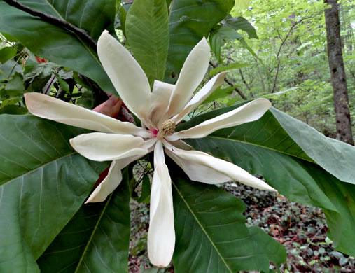 image of Magnolia tripetala, Umbrella Magnolia, Umbrella-tree