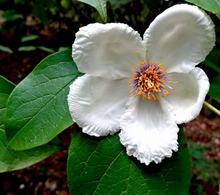 image of Stewartia ovata, Mountain Camellia, Mountain Stewartia