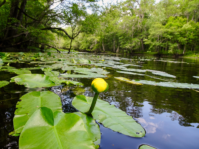 Nuphar sagittifolia, Narrowleaf Pondlily, Cow-lily, Spatterdock, Bonnets