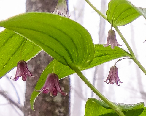 image of Streptopus lanceolatus var. lanceolatus, Rosy Twisted-stalk, Eastern Rose Mandarin, Eastern Twisted-stalk