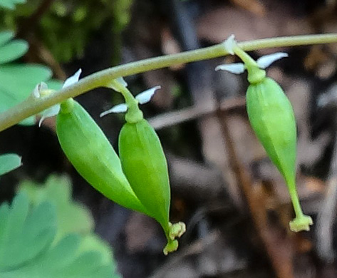 image of Dicentra cucullaria, Dutchman's Britches