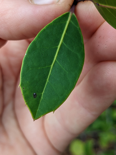 image of Ilex coriacea, Sweet Gallberry, Big Gallberry, Large Gallberry