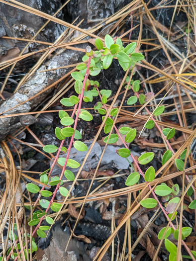 image of Vaccinium crassifolium, Creeping Blueberry