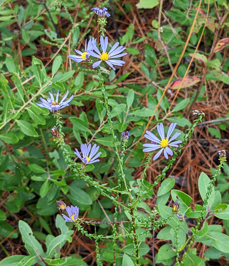 image of Symphyotrichum walteri, Walter's Aster