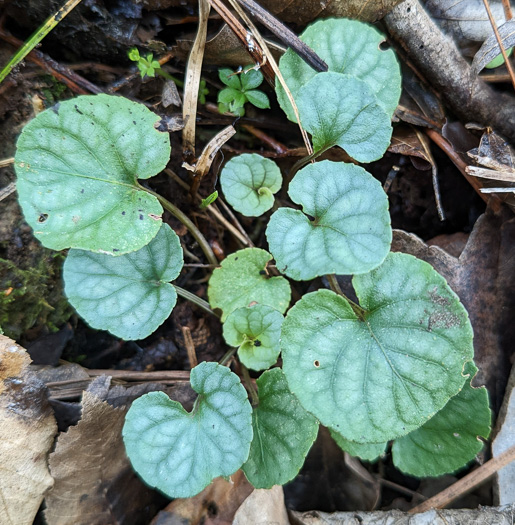 image of Viola walteri, Walter's Violet, Prostrate Blue Violet