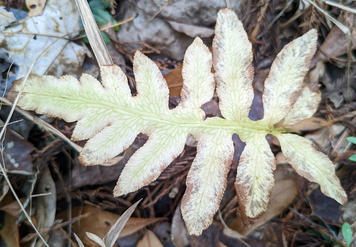 image of Lorinseria areolata, Netted Chain-fern, Net-veined Chainfern