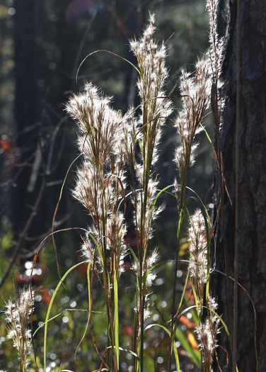 image of Andropogon tenuispatheus, Maritime Bushy Bluestem, Bushy Beardgrass, Maritime Bluestem