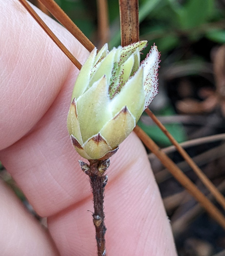 image of Rhododendron atlanticum, Dwarf Azalea, Coastal Azalea