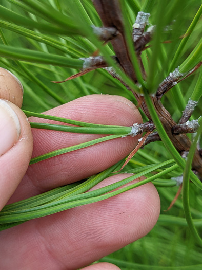 image of Pinus serotina, Pond Pine, Pocosin Pine, Marsh Pine