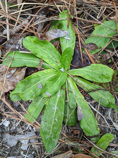 image of Gamochaeta pensylvanica, Wandering Cudweed, Pennsylvania Everlasting