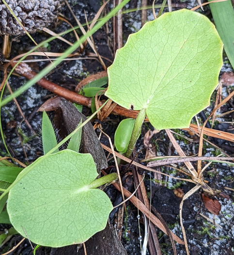 image of Centella erecta, Centella, Erect Coinleaf, False Pennywort