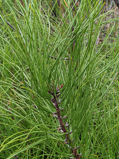 image of Pinus serotina, Pond Pine, Pocosin Pine, Marsh Pine