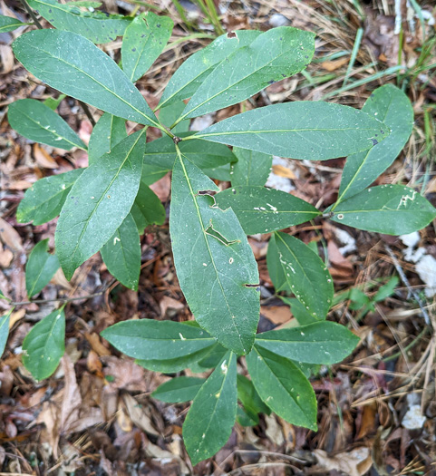 image of Symplocos tinctoria, Horsesugar, Sweetleaf, Dyebush