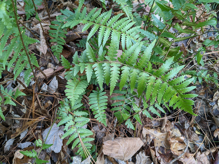 image of Dryopteris ludoviciana, Southern Woodfern, Southern Shield-fern