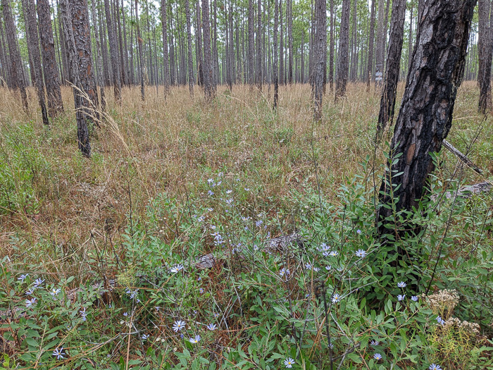 image of Symphyotrichum walteri, Walter's Aster