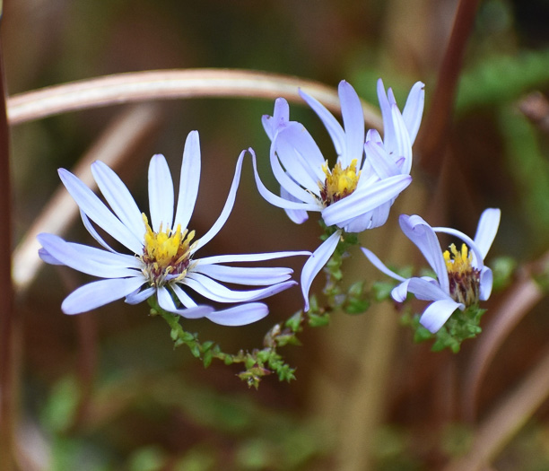 image of Symphyotrichum walteri, Walter's Aster