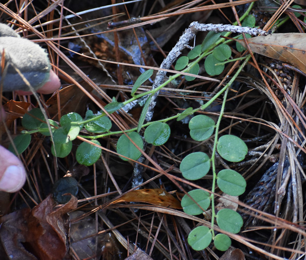 image of Crotalaria rotundifolia, Low Rattlebox, Rabbitbells