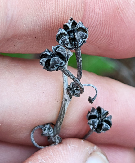 image of Lyonia mariana, Staggerbush, Large-flowered Fetterbush