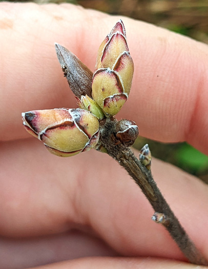 image of Rhododendron atlanticum, Dwarf Azalea, Coastal Azalea