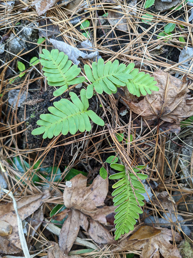 image of Pleopeltis michauxiana, Resurrection Fern, Scaly Polypody