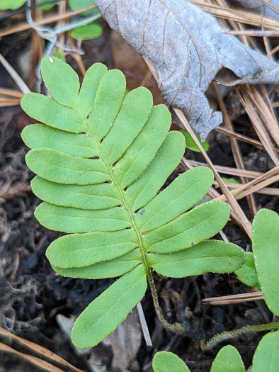 image of Pleopeltis michauxiana, Resurrection Fern, Scaly Polypody