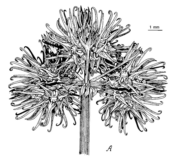 image of Sanicula canadensis var. canadensis, Canada Sanicle, Black Snakeroot, Canadian Black-snakeroot