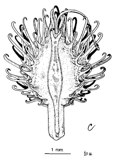 image of Sanicula odorata, Clustered Snakeroot, Clustered Sanicle, Yellow-flowered Snakeroot, Fragrant Snakeroot