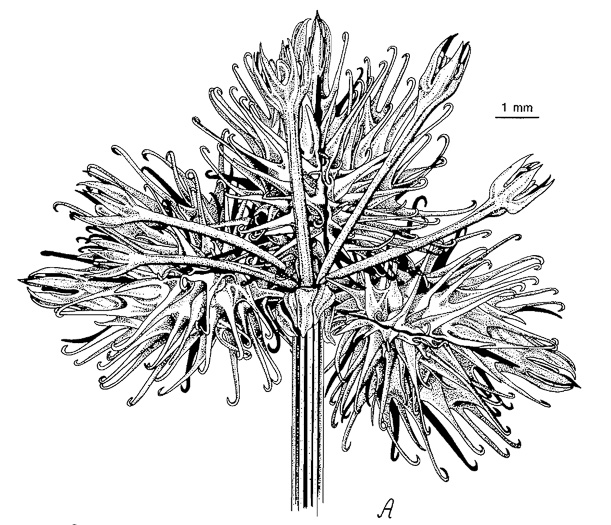 pedicel