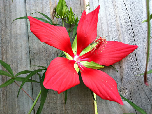 image of Hibiscus coccineus, Scarlet Rosemallow, Scarlet Hibiscus, Swamp Mallow