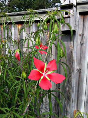 image of Hibiscus coccineus, Scarlet Rosemallow, Scarlet Hibiscus, Swamp Mallow