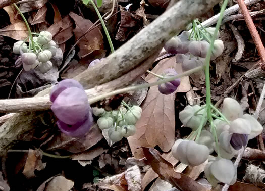 image of Akebia quinata, Five-leaf Akebia, Chocolate-vine