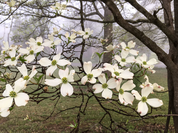 image of Benthamidia florida, Flowering Dogwood