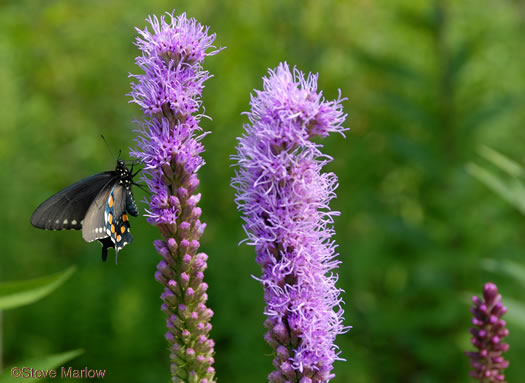 image of Liatris spicata, Dense Blazing-star, Mountain Blazing-star, Florist's Gayfeather, Dense Gayfeather