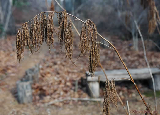 Aruncus dioicus var. dioicus, Eastern Goatsbeard, Bride's Feathers