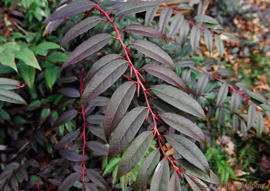 image of Leucothoe fontanesiana, Mountain Doghobble, Highland Doghobble, Switch-ivy