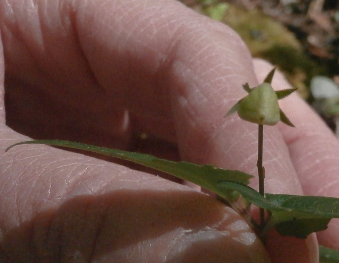 image of Viola hastata, Halberdleaf Violet, Halberdleaf Yellow Violet, Spearleaf Violet, Silverleaf Violet