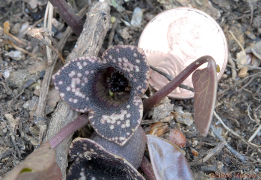 image of Hexastylis heterophylla, Variable-leaf Heartleaf