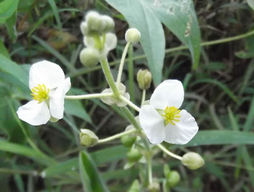 image of Sagittaria latifolia +, Broadleaf Arrowhead, Duck Potato, Common Arrowhead