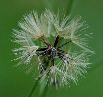 pappus