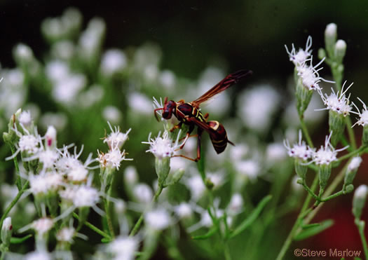 image of Eupatorium perfoliatum, Boneset