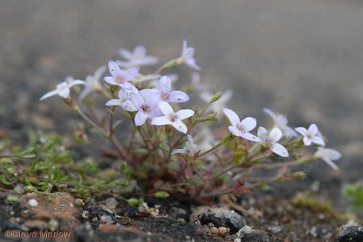 image of Houstonia pusilla, Tiny Bluet, Small Bluet