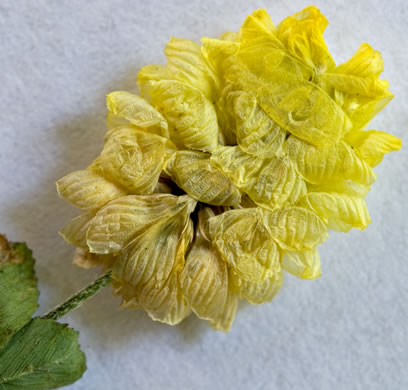 image of Trifolium campestre, Hop Clover, Low Hop Clover, Field Clover