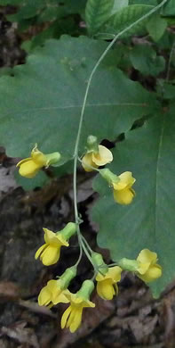 image of Thermopsis fraxinifolia, Ashleaf Golden-banner