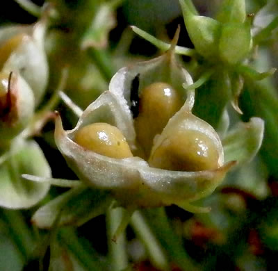 image of Amianthium muscitoxicum, Fly-poison